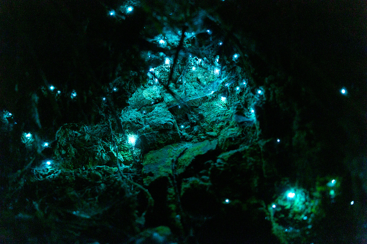 Small grouping of glowworms