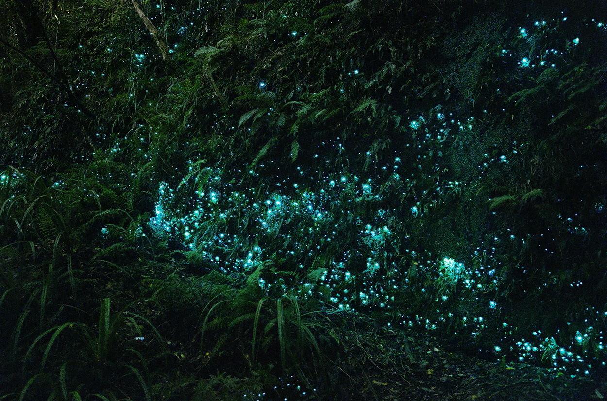 Hokitika glowworm dell