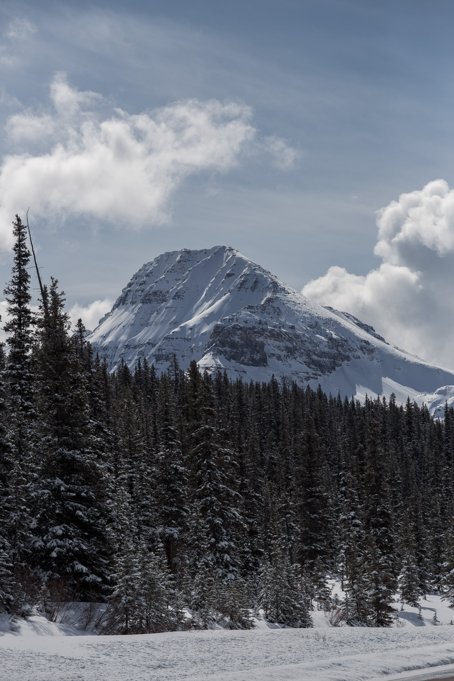 Mountain goats on highway